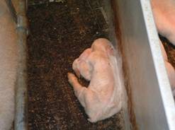 Joint ill piglet