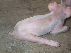 Leg%20splay%20leg%20kr