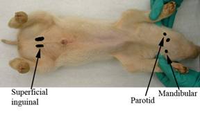 Ant lymph ventral 2 labeled