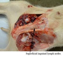 Anat Lymph inguinal 1 labeled
