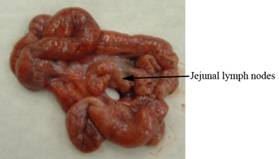 Anat lymph mes 2 labled