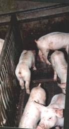 PMWS pigs 2