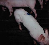 PMWS pig italy 1