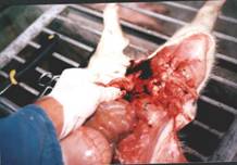 PMWS PM Lymph nodes