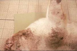 Cancer swollen neck 2