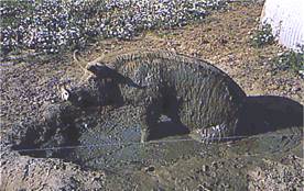Outdoor sow wallowing