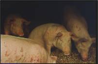 Skin fighting oestrus 2