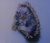 Feed  Mouldy food chunk