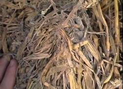 Floor Mouldy straw 3