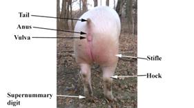 Anat%20Skin%20rear%20label