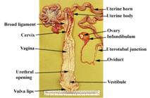 Repro%20Female%20reproductive%20label