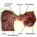 Anat%20oviductuterus%20label