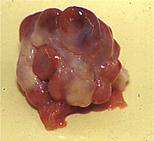 Repro%20ovaries%20follicles%20ruptured