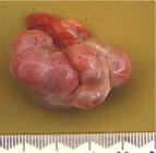 Repro%20ovaries%20corpora%20lutea