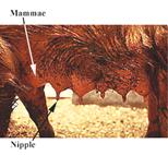 Mammary%20glands%20full%20label