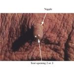 Mammary%20milk%20teat%20openings%20label