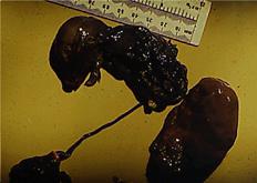 Repro%20mummified%20piglet