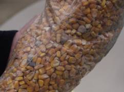 Feed mycotoxins ca 1 zeralenone