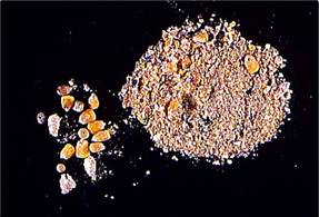 Feed examination whole grain