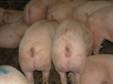 Repro gilts coming into heat