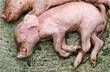 PRRS stillborn