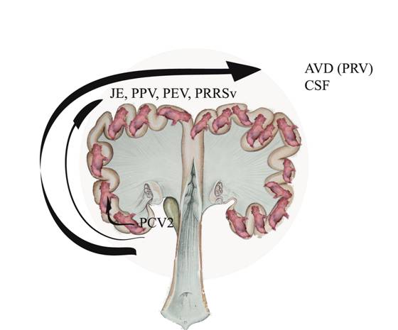repro viral spread in utero.jpg