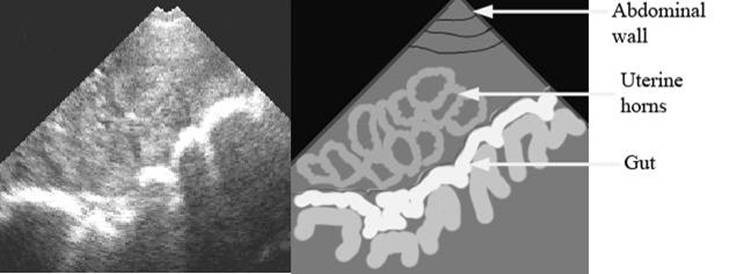 repro draw preg not label.jpg