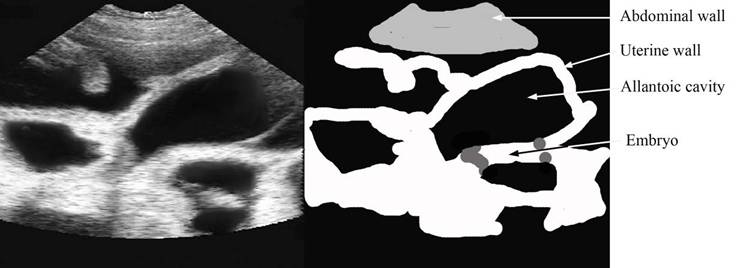 repro draw 28 days gestations+ label copy.jpg