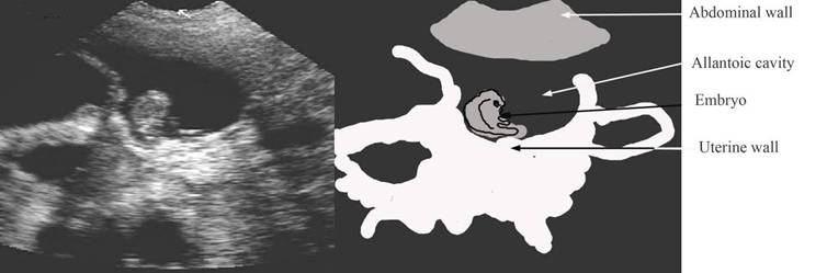 repro draw 30 days gestation pics label.jpg