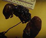 Repro mummified piglet