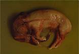 Stillborn piglet in placenta