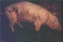 Skin fighting and abscesses adult