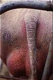Mange chronic tail head
