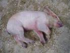 Swine fever 3