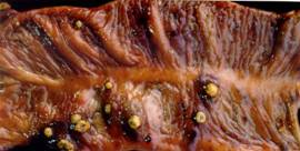 swine fever k3 button ulcer