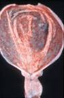 Swine Fever bladder 2