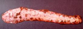 swine fever k14 spleen infarct