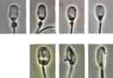 AI sperm heads abnormalities 2 copy