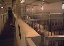 AI boar housing general