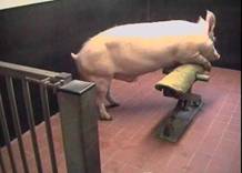 AI boar behaviour dummy sow 4