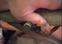 AI boar on dummy side arms