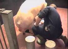 AI preparing boar prepuce