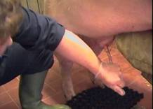 AI boar penis erecting