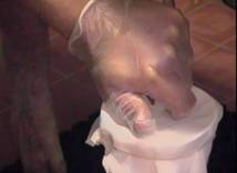 AI collecting boar cup