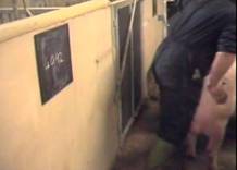 AI collection returning boar