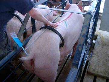 repro ai  breeding  buddly  tube