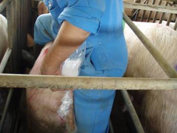 ai stockmanship h&s