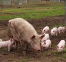 Farrowing outdoor au