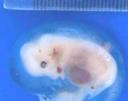 Repro foetus 25 days