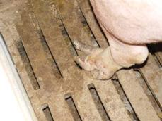 feet sow k1